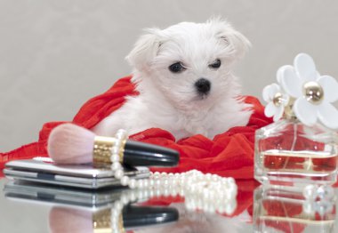 Maltese puppy clipart