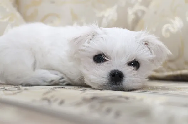 Maltese puppy on the sofa — Stock Photo, Image