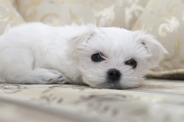 马耳他小狗在沙发上 免版税图库照片