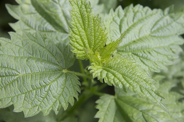 stock image Young nettles - Urtica dioica