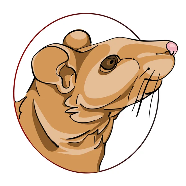 Rat tecken — Stockfoto