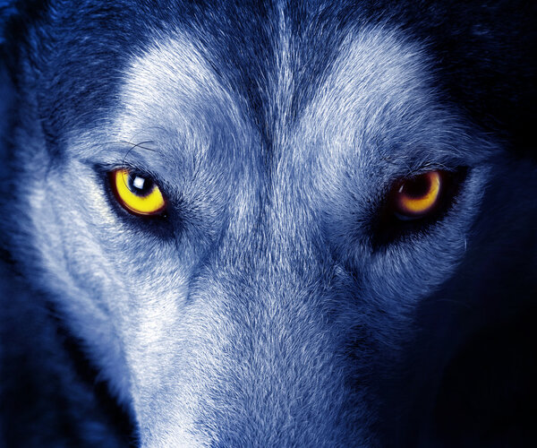 Beautiful eyes of a wild wolf