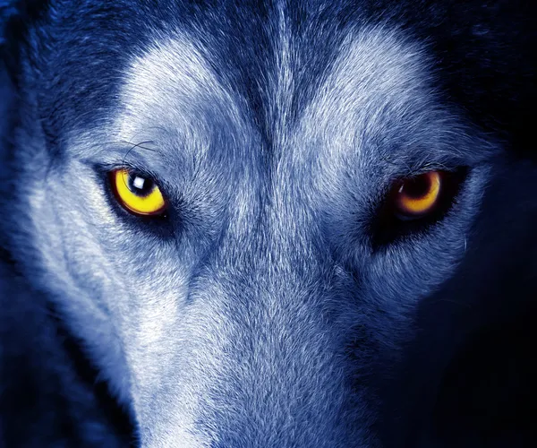 狼の目 ロイヤリティフリーのストック写真