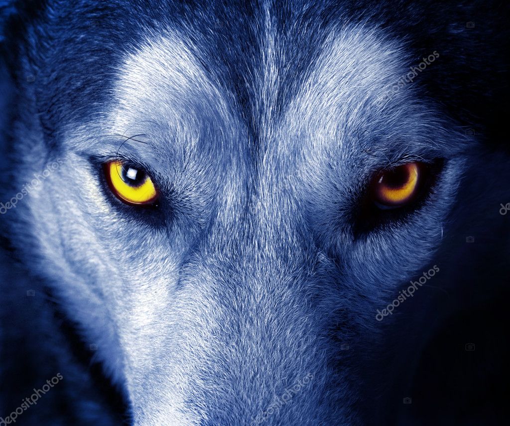 Introducir 46+ imagen imagenes de ojos de lobos