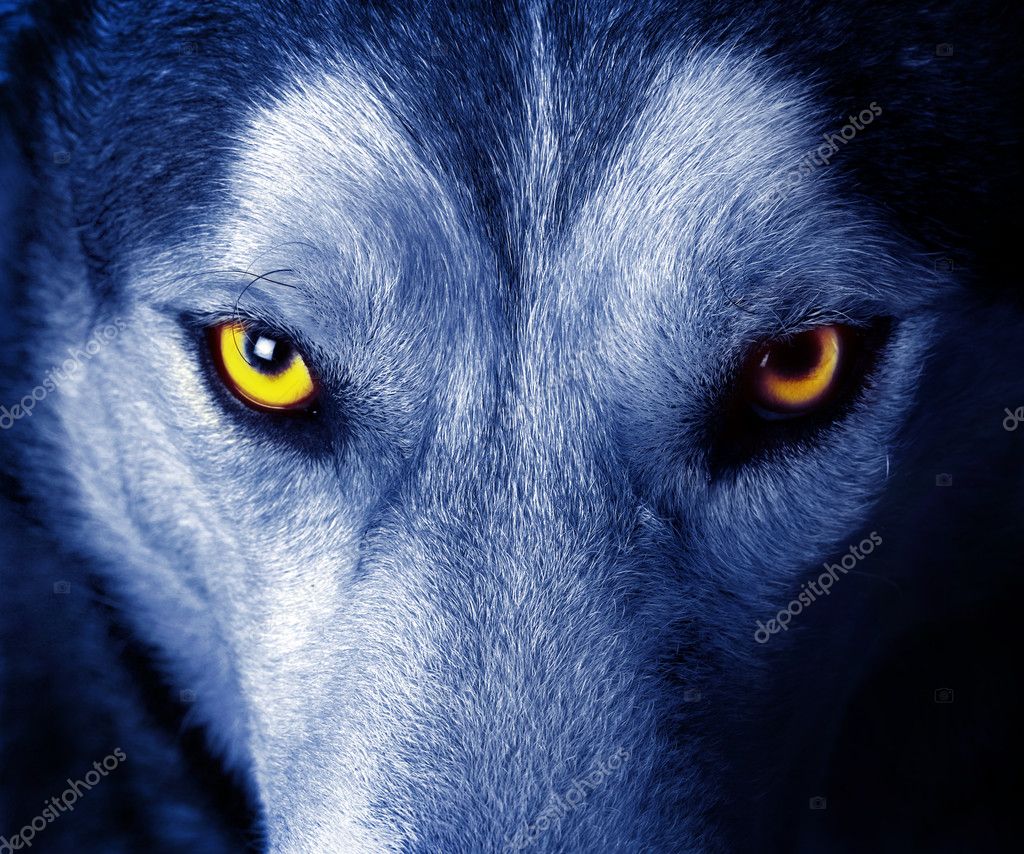 Ojos de lobo amarillo fotos de stock, imágenes de Ojos de lobo amarillo sin  royalties | Depositphotos