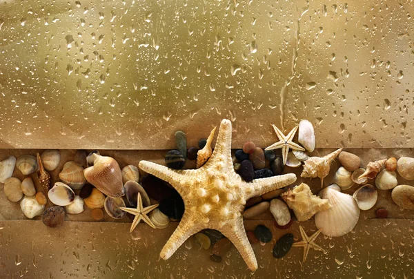 与海星贝壳 — 图库照片