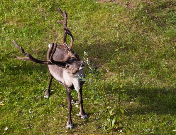 Ren geyiği otlatma