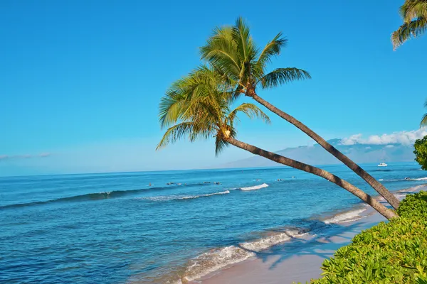 Palmy i plaży oceanu — Zdjęcie stockowe