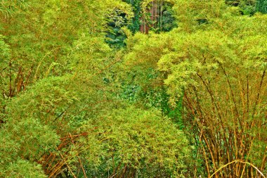 Bambu ağaçları maui Adası