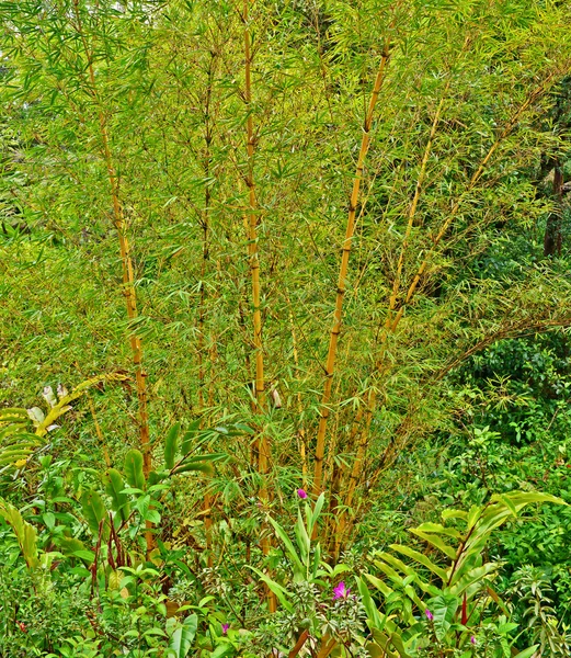 Bambusové stromy v havajském ostrově maui — Stock fotografie
