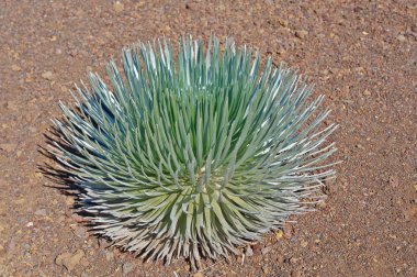 Haleakala Silversword (Hawaiian:? hinahina) Maui