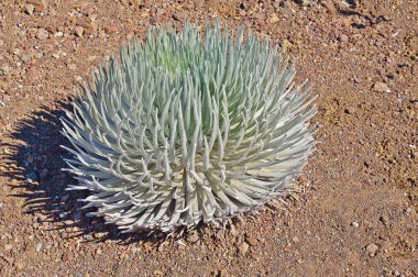 Haleakala Silversword (Hawaiian:? hinahina) Maui