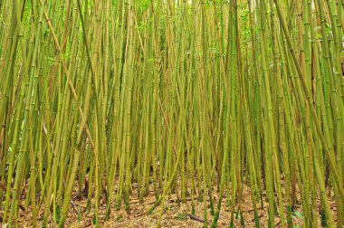 hana, maui, bambu Ormanı'nın geniş açı