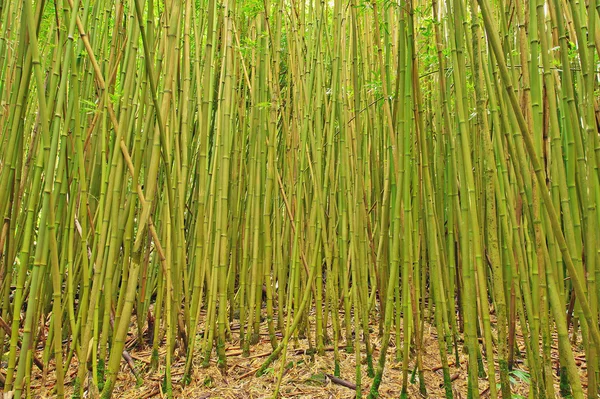 Szeroki kąt bambusowym lesie w hana, maui — Zdjęcie stockowe