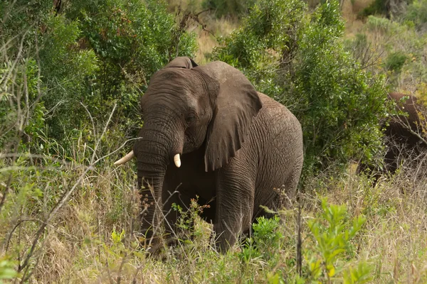 ağaçların arasında Afrika fili