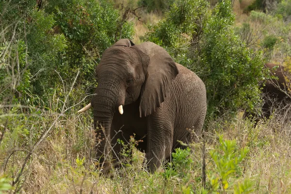 Stock image African elephant among the trees