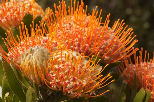 Jehelníček protea — Stock fotografie