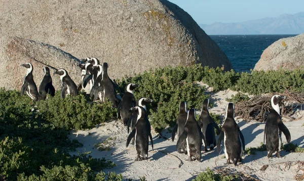 Africké tučňáci — Stock fotografie