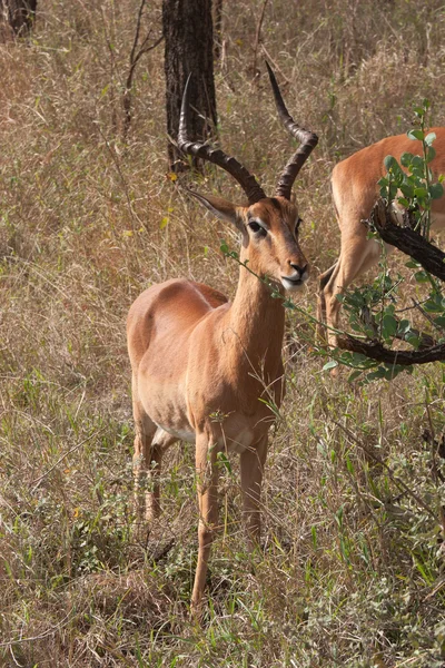 Antílope impala — Foto de Stock