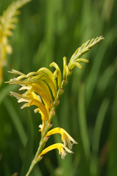 stock image Yellow Cobra Lily