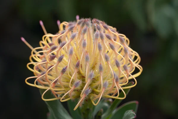Yellow protea — Stock Photo, Image
