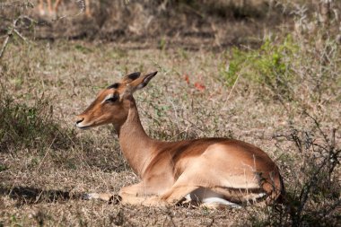 Impala antilop dinlenme