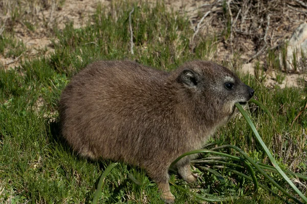 岩 dassie を食べています。 — ストック写真