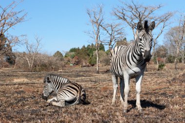 dinlenme zebras