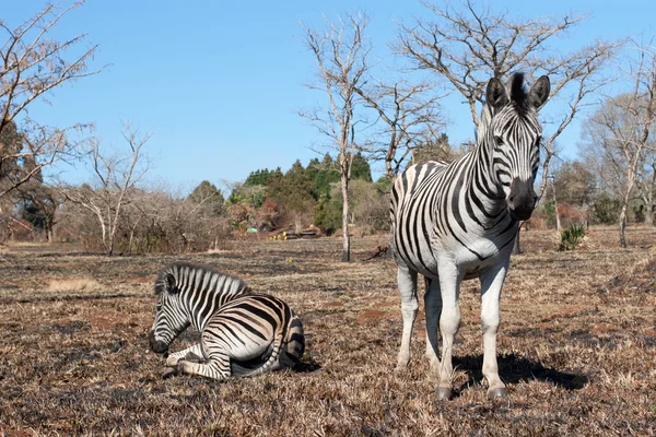Dinlenme zebras — Stok fotoğraf