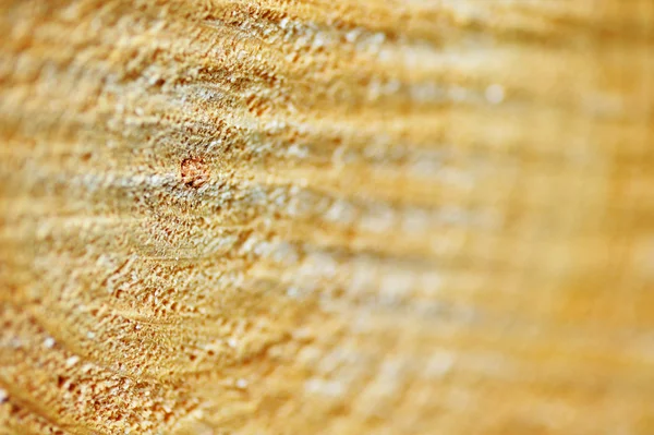 Section of a pine trunk — Stock Photo, Image