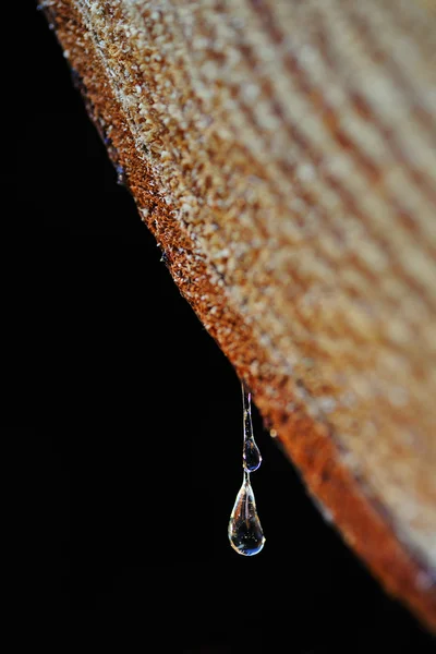 stock image Drops of resin fall from a trunk in a pile of chopped wood