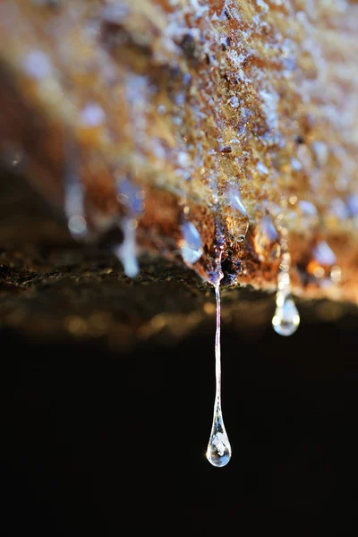 stock image Drops of resin fall from a trunk in a pile of chopped wood