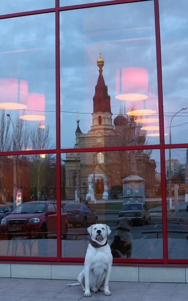 Perro en el fondo del reflejo de la iglesia en la ventana del espejo de la barra — Foto de Stock