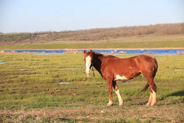 Tungan visar häst — Stockfoto