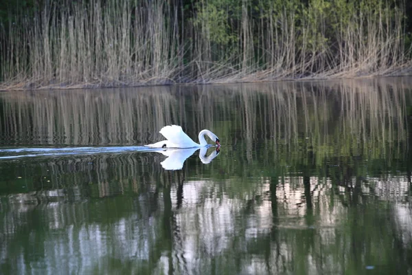 El cisne blanco "Cygnus olor " — Foto de Stock