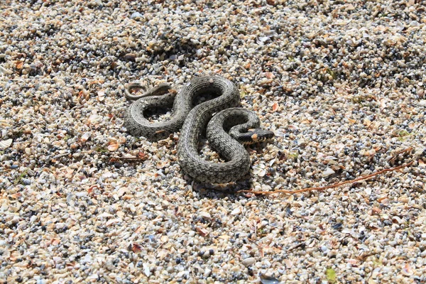 Змія звичайна " Натрікс " — стокове фото