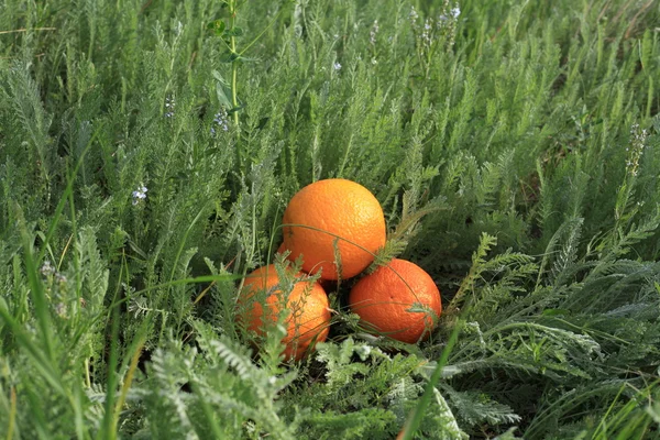 Picknick. Orangen auf dem grünen Gras — Stockfoto