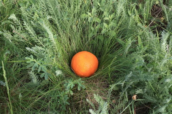 Пикник. Апельсины на зеленой траве — стоковое фото