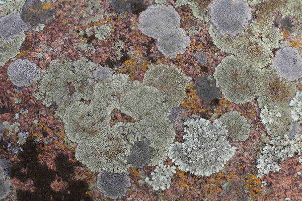 Bakgrund av lavar på granit — Stockfoto