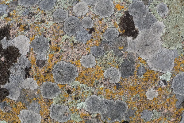 Der Hintergrund von Flechten auf Granit — Stockfoto