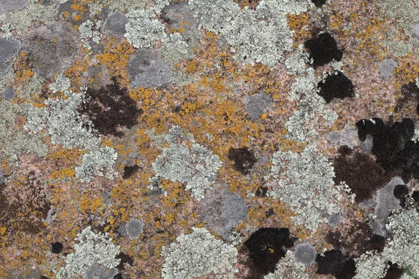 Der Hintergrund von Flechten auf Granit — Stockfoto