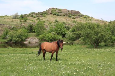 bir at bir çayır grazes.