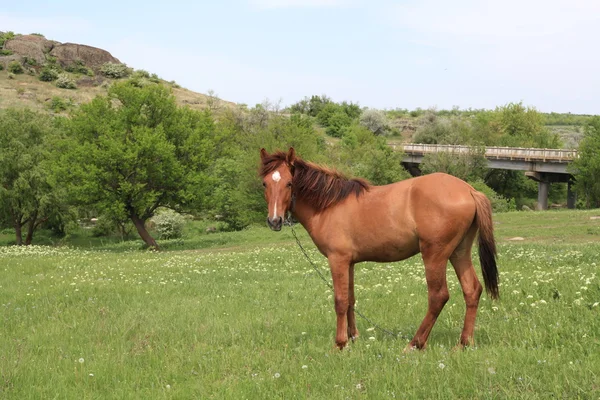 En häst skrubbsår på en äng — Stockfoto