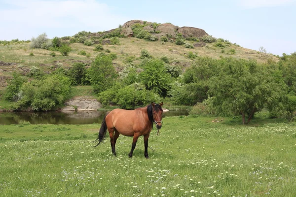 Лошадь пасутся на лугу — стоковое фото