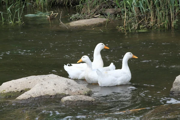 Три білі качки на ставку — стокове фото