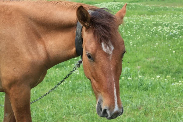 Ein Pferd grast auf einer Weide — Stockfoto