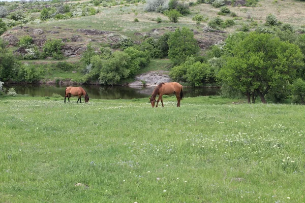 Two horses graze in the meadow — Stock Photo, Image