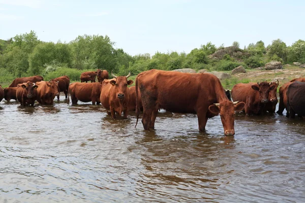 Cows drink water and bathe in the river — Stock Photo, Image
