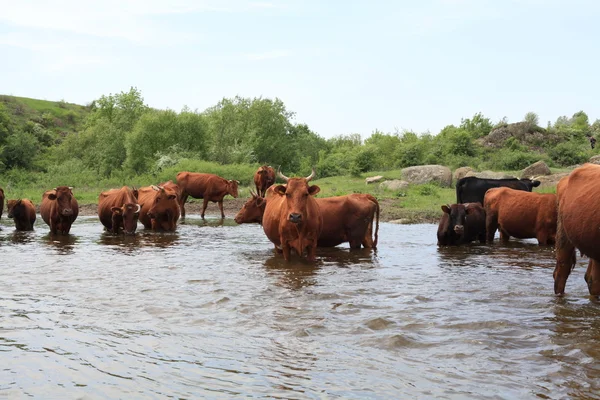Cows drink water and bathe in the river — Stock Photo, Image