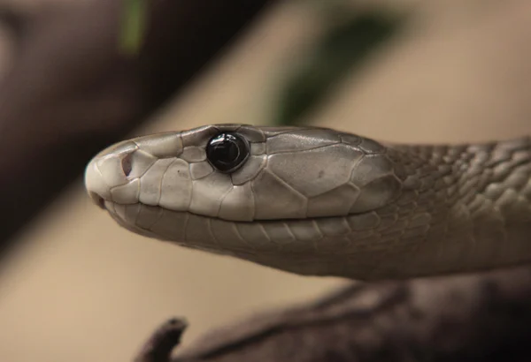 Cabeça de uma cobra — Fotografia de Stock